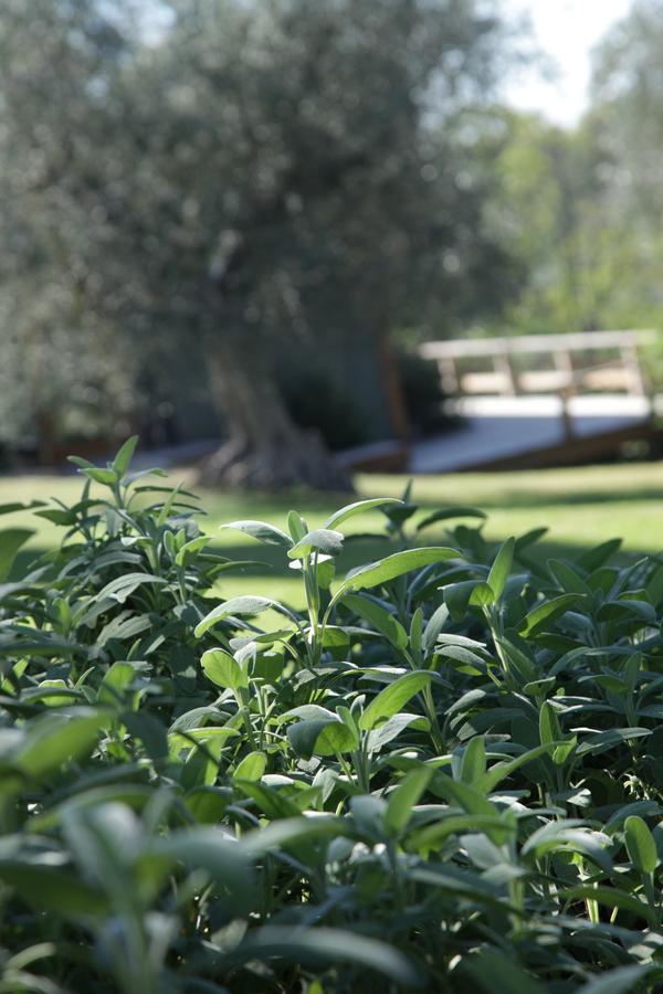 Madonnella Agricola Villa Cesano Ngoại thất bức ảnh