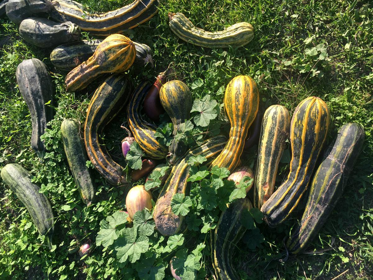 Madonnella Agricola Villa Cesano Ngoại thất bức ảnh